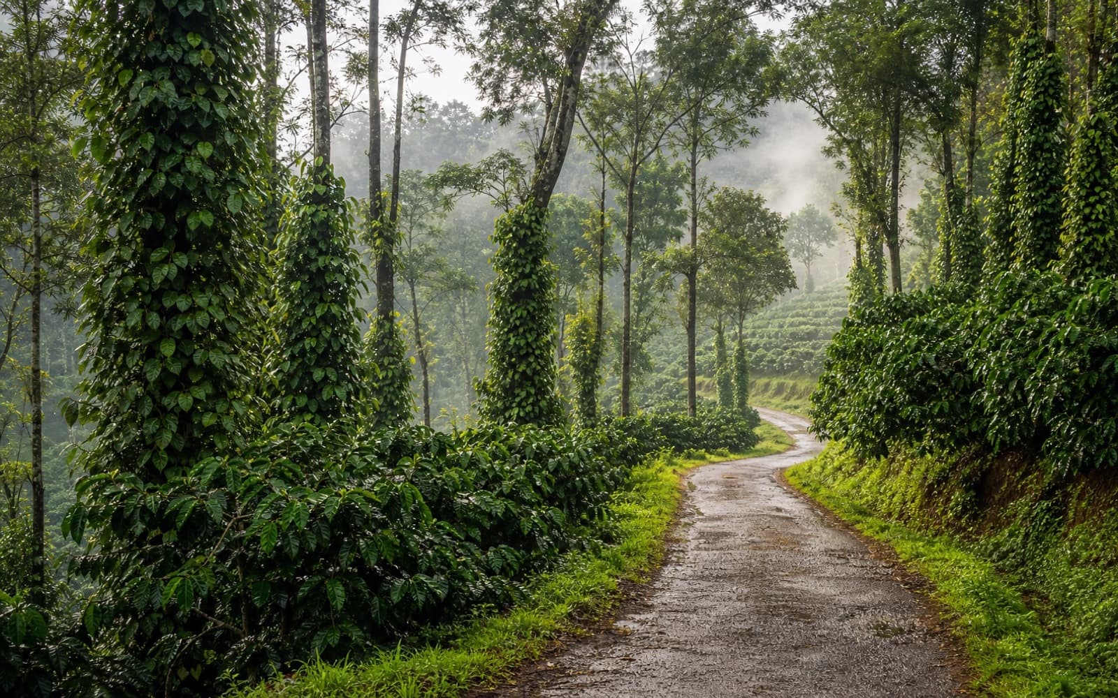 Wet coffee estate road curving through misty Coorg plantations
